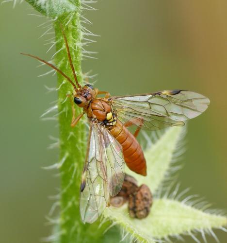 Réf. 164 911 : Tenthredopsis nassata