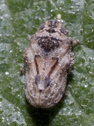 Réf. 164 940 : Tettigometra costulata