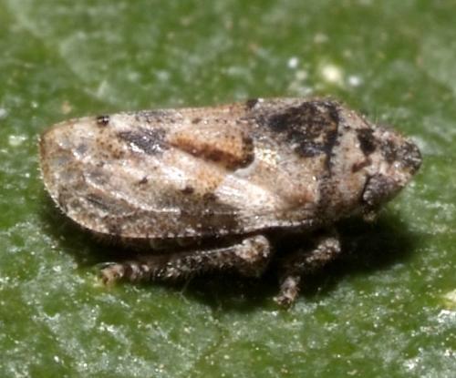 Tettigometra costulata