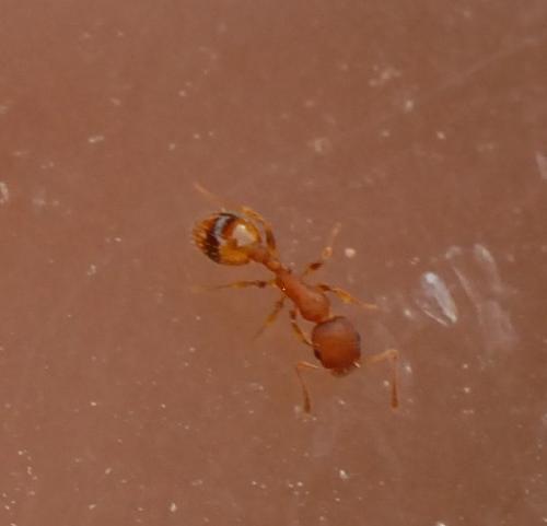 Réf. 164 600 : Temnothorax sp.