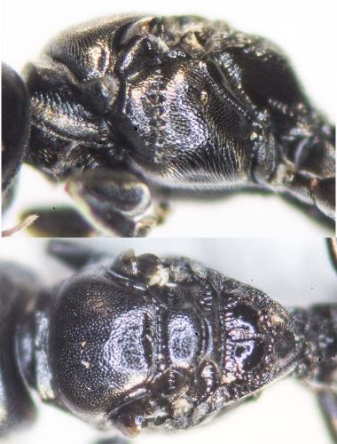 Réf. 164 297 : Crossocerus sp.