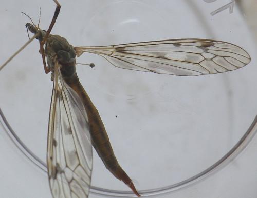 Tipula scripta
