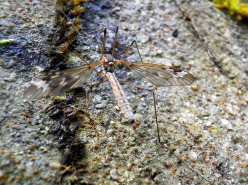 Réf. 164 851 : Tipula unca