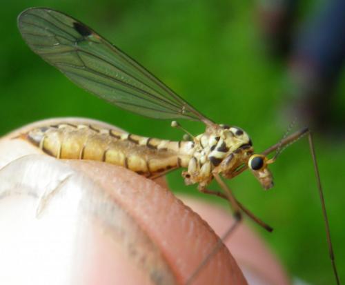 Nephrotoma guestfalica