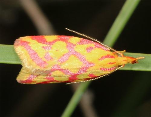 Réf. 164 424 : Hypercallia citrinalis
