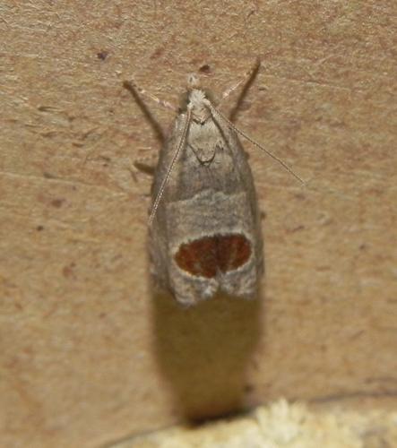 Notocelia uddmanniana