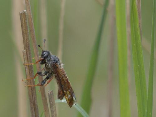 Trichiosoma sp.