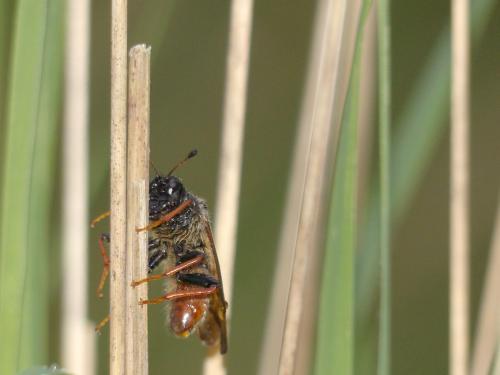 Réf. 164 013 : Trichiosoma sp.