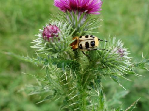 Réf. 164 667 : Trichius sp.
