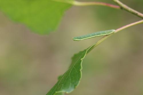 Réf. 164 623 : Trichopteryx carpinata