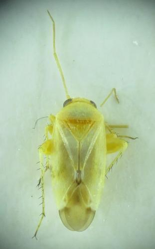 Tuponia macedonica