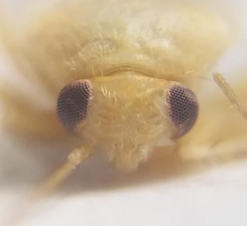 Tuponia macedonica