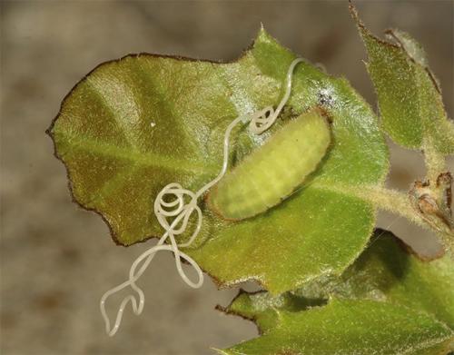 Réf. 164 338 : Satyrium esculi