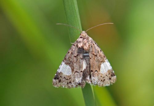 Tyta luctuosa