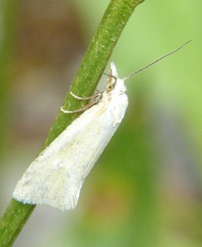 Réf. 164 734 : Phtheochroa frigidana