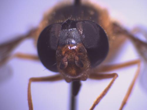 Epistrophe flava