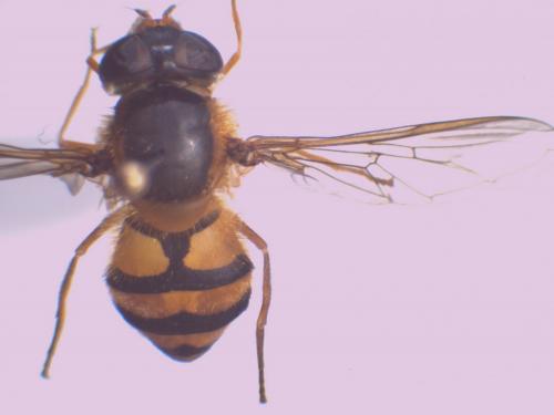 Epistrophe flava