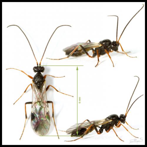 Bathythrix aerea