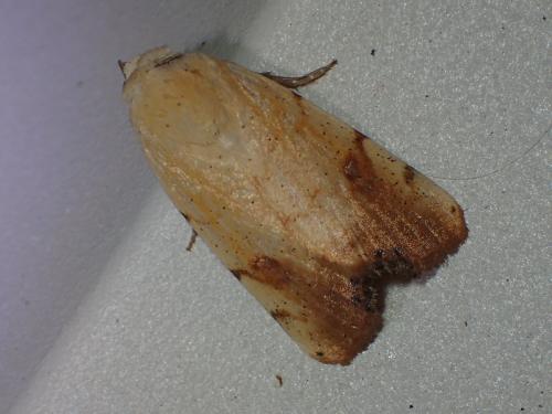 Réf. 164 363 : Xanthodes albago