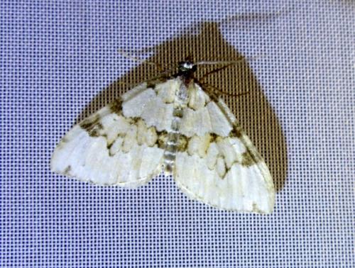 Colostygia pectinataria