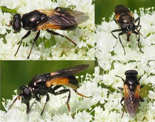 Réf. 164 126 : Myolepta dubia