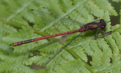 Pyrrhosoma nymphula