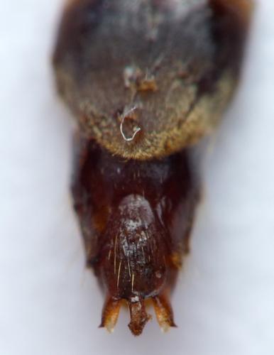 Réf. 164 124 : Denticollis linearis