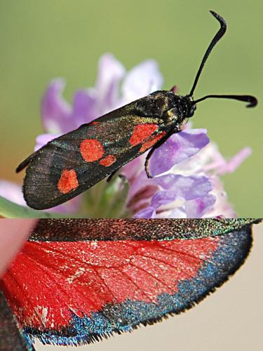 Réf. 164 759 : Zygaena trifolii