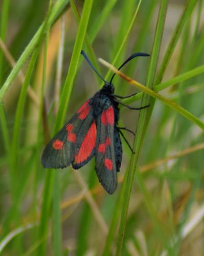 Réf. 164 067 : Zygaena trifolii