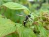 164343 – Photo : Coccinella – France (38)