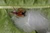 Clubiona sp.