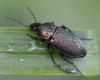164455 – Photo : Christian Berquer – France (50)