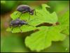 164565 – Photo : Josselyne Bayle – France (33)