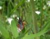 164660 – Photo : Maria Justamond – France (36)