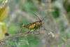 164984 – Photo : Nicolas12 – France (12)