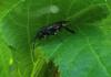 164265 – Photo : Coccinella – France (38)