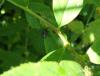 164412 – Photo : Coccinella – France (38)