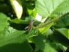 164573 – Photo : Coccinella – France (38)