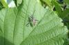 164571 – Photo : Coccinella – France (38)