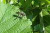 164572 – Photo : Coccinella – France (38)