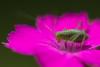 164723 – Photo : Vincent MATHEZ – France (74)