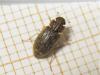 164488 – Photo : The Ghost Nightjar – France (56)