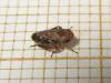 164609 – Photo : The Ghost Nightjar – France (56)