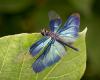 164637 – Photo : kuriyanma – Japon