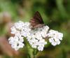 164048 – Photo : Charles GRATIEN – France (40)