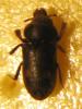 Heterocerus sp.