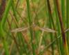 164121 – Photo : clovis – France (59)