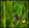 164336 – Photo : Josselyne Bayle – France (33)