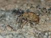 Curculio sp.