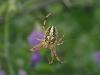 164275 – Photo : RENOULT – France (20)
